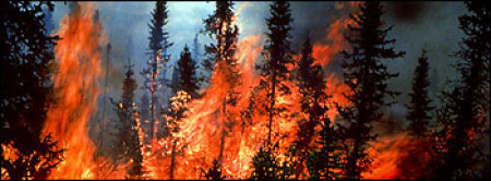 Trees and fire mechanic